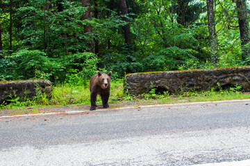 Bear in Romania
