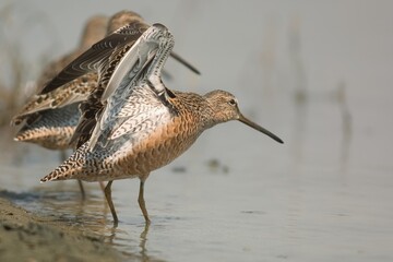 The long-billed dowitcher (Limnodromus scolopaceus) is a medium-sized shorebird with a relatively long bill belonging to the sandpiper family, Scolopacidae. This photo was taken in Japan.