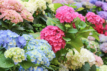 Delicate hydrangea flowers. Many colors