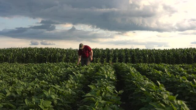 a farmer looks at a young soybean field