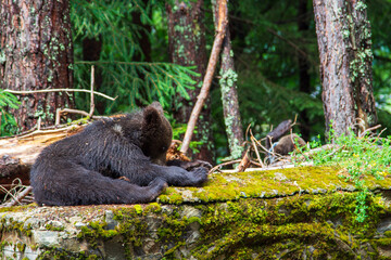 Young bears on the Transfagarasan road in Romania