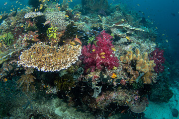 Abundant sea in Raja Ampat. Scuba diving in Indonesia. Bottom full of corals, anemones and fish