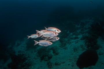 Crescent tail bigeye are swimming in the shoal. Priacanthus hamrurs during dive in Raja Ampat. Indonesian marine life. 