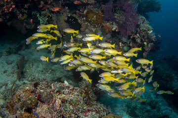 Fototapeta na wymiar Mimic goatfish swim in big shoal with yellowfin goatfish. Mulloidichthys mimicus and mulloidichthys vanicolensis during dive on Raja Ampat. Aboundit ocean in Indonesia. Small yellow fish with white, y