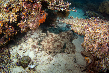 Fototapeta na wymiar Tasselled wobbegong is laing on the bottom during dive. Eucrossorhinus dasypogon in Raja Ampat. Big hidden shark among the coral. Indonesian wobbegong is sleeping on the seabed. 