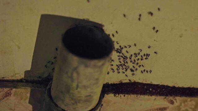 A macro view of black ants or anthills digging on the house wall to make their nests