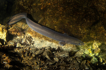 European eel is laying on the bottom. Eel during night dive in the lake. European water. 