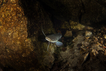 Wels catfish is laying on the bottom. Wels during night dive in the lake. European water. 