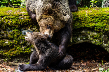 Young bears on the Transfagarasan road in Romania