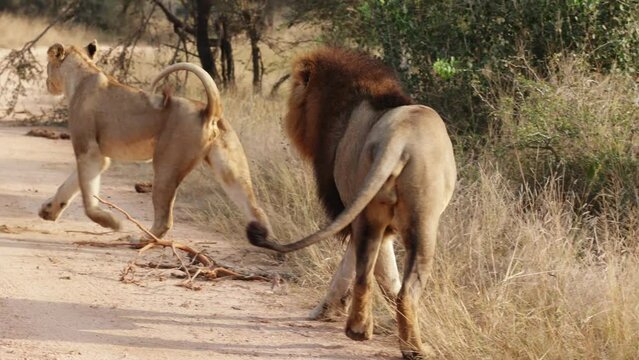  Lions mating on the road