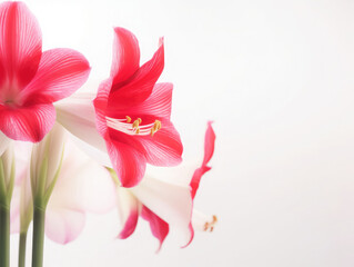 Obraz na płótnie Canvas Amaryllis (belladonna lily) flowers on a white background with copy space. Floral web banner. Mother's day, wedding day, women day concept. 