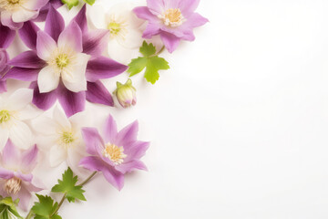 Fototapeta na wymiar Purple aquilegia flowers (common columbine) background with copy space. Floral web banner. Mother's day, wedding day, women day concept. 