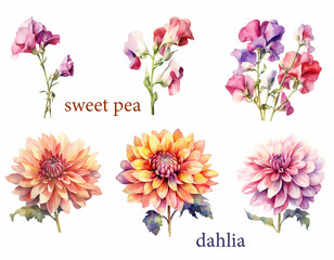Garden flower set, watercolor Sweet Pea and Dahlia. Generative ai