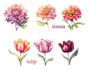 Garden flower set, watercolor Zinnia and Tulip. Generative ai