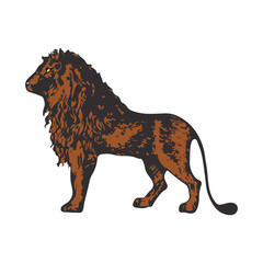 Animal king lion vector illustration on a white background.