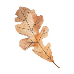Watercolor hand drawn illustration of orange yellow fall autumn leaves. Leaf of oak grapes vine trees, forest wood woodland element, thanksgiving decor art.