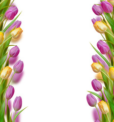 Beautiful tulip frame with pink and yellow flowers and green leaves, isolated on transparent...
