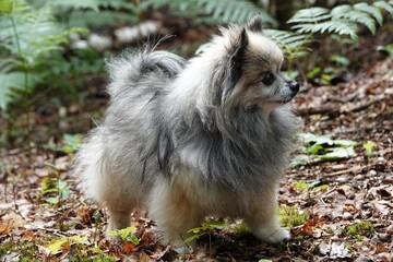 Un petit chien spitz chihuahua en forêt