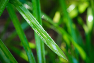 Juicy lush green grass leaves with drops of water dew droplets in the wind in morning light in spring summer outdoors close-up macro. Purity and freshness of nature concept background, copy space.