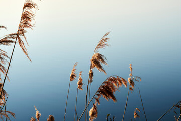 reeds and water with blue sky reflection