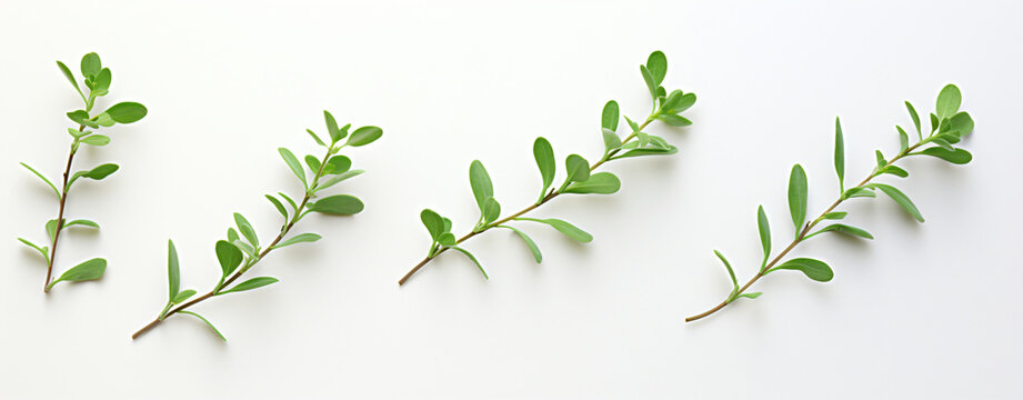 Sprig of fresh thyme leaf isolated on white background