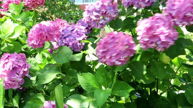  夏風に揺れる木漏れ日のアジサイ pan 28sec