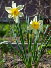 Obraz premium daffodils in the garden