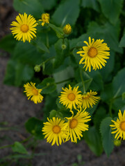 yellow flowers in the garden
