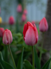 red tulips in the garden