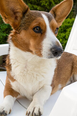 Dog. Welsh Corgi Pembroke. Cute purebred dog. Pets. Animal themes