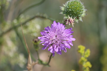 Scabiosa atropurpurea (syn. Sixalix atropurpurea), the mourningbride, mournful widow, pincushion...