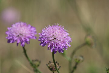 Scabiosa atropurpurea (syn. Sixalix atropurpurea), the mourningbride, mournful widow, pincushion flower, or sweet scabious, is an ornamental plant of the genus Scabiosa in the family Caprifoliaceae. 