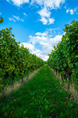 Fototapeta na wymiar Germany, endless green tunnel between vine plants in beautiful vineyard nature landscape in summer with blue sky and sun