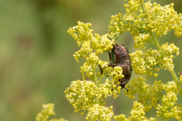 Copper chafer feeding on lady's bedstraw flowers.
