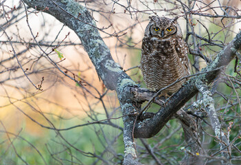 Spotted Eagle Owl on branch in Western Cape South Africa