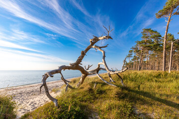 Fototapeta premium Darsser Weststrand, Müllerweg bis Steinreff.