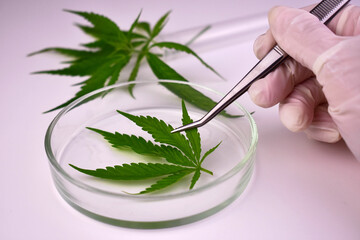 Leaf of fresh marijuana or cannabis sativa in a laboratory test tube in hand.	