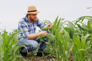 Farmer examining corn plant in field. Agricultural activity at cultivated land. Woman agronomist inspecting maize seedling - obrazy, fototapety, plakaty
