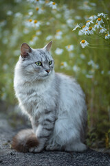 Photo of a gray fluffy cat near field daisies.