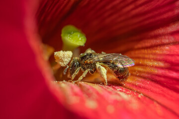 Truncated Leafcutter Bees are important pollinators. They visit a wide range of flowers to collect...