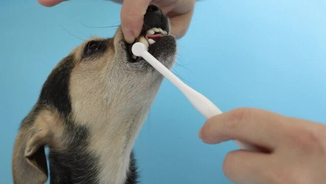 cleaning teeth for pets, special toothbrush for cats and small dogs, veterinarian's hand brushes the teeth of dog