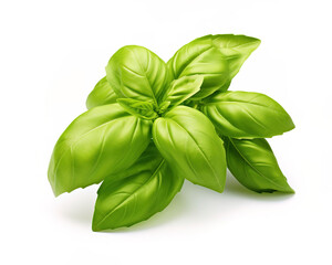 fresh Basil