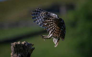Little owl landing on a log