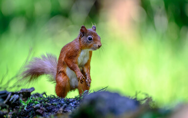 Naklejka na ściany i meble Red squirrel on its hind legs