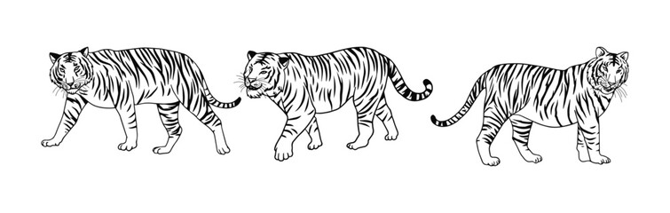 Fototapeta na wymiar tiger vector illustration with black and white shading consisting of three images