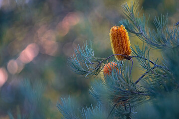 Banksia Australian native