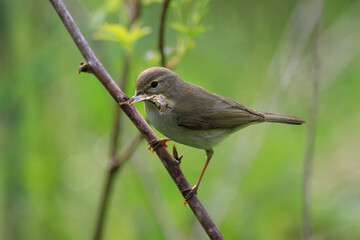 Fototapeta premium Willow warbler (Phylloscopus trochilus) holding dry leaf