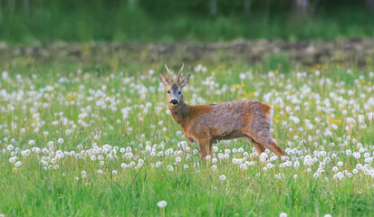Roe Deer(Capreolus capreolus) male in springtime