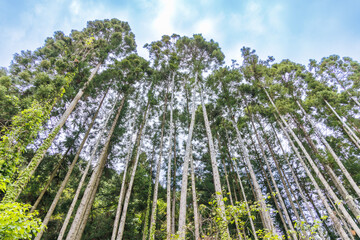 Fototapeta premium 緑色が鮮やかな初夏の植物
