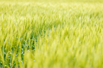 緑が綺麗な瑞々しい麦